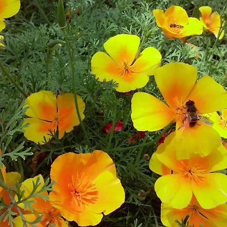 Hirterhuette Semesterbostad Abtenau