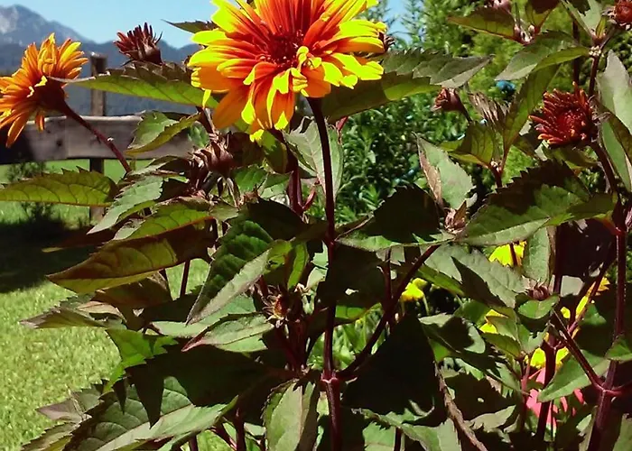 Hirterhütte Abtenau