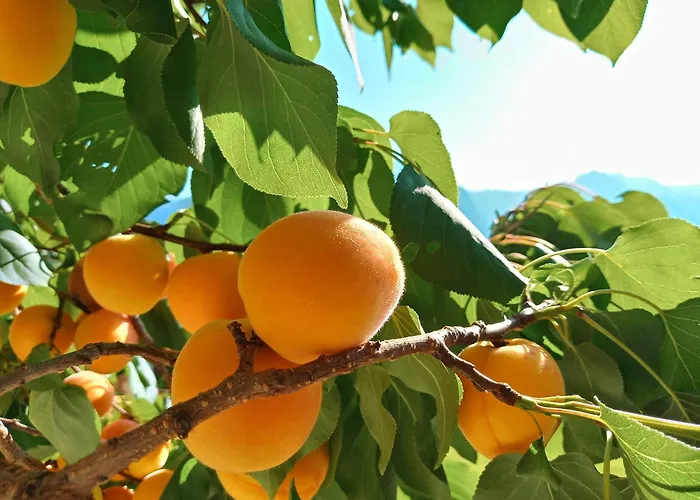 Hirterhütte * Abtenau