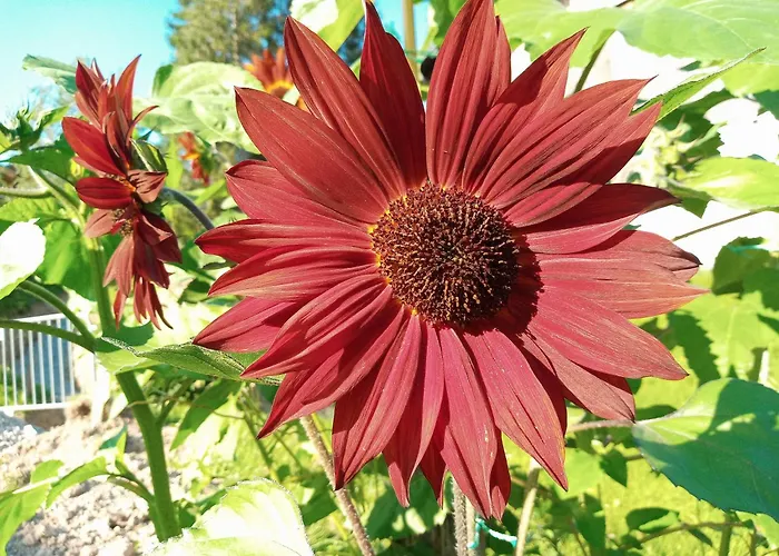 Сasa de vacaciones Hirterhütte Abtenau